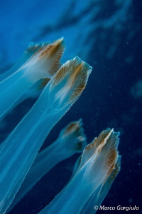 Jellyfish, particular by Marco Gargiulo 